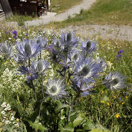 4 P Pied Des Pistes 1850 Risoul